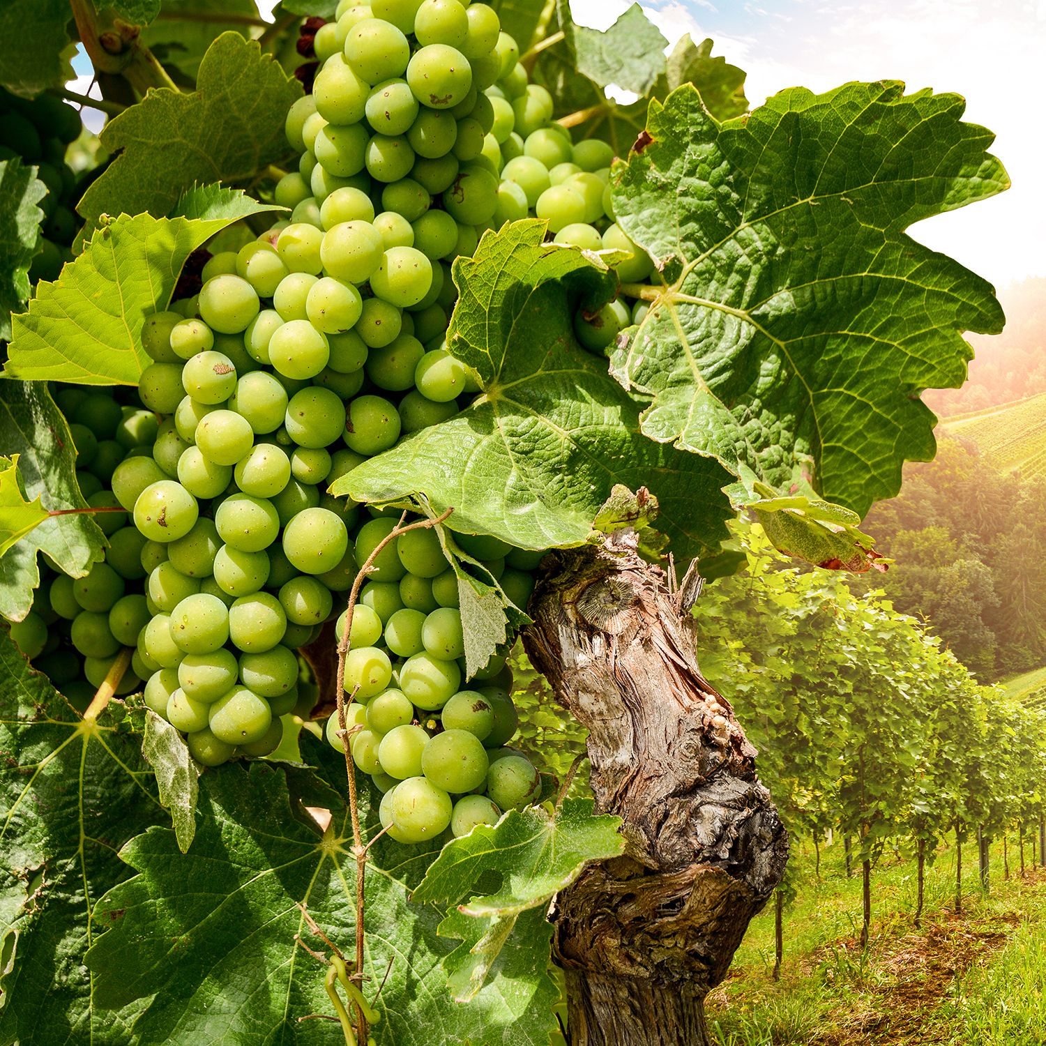 LANCEMENT DE L’APPEL A PROJETS ŒUNOTOURISME ET AGROTOURSIME PDLL